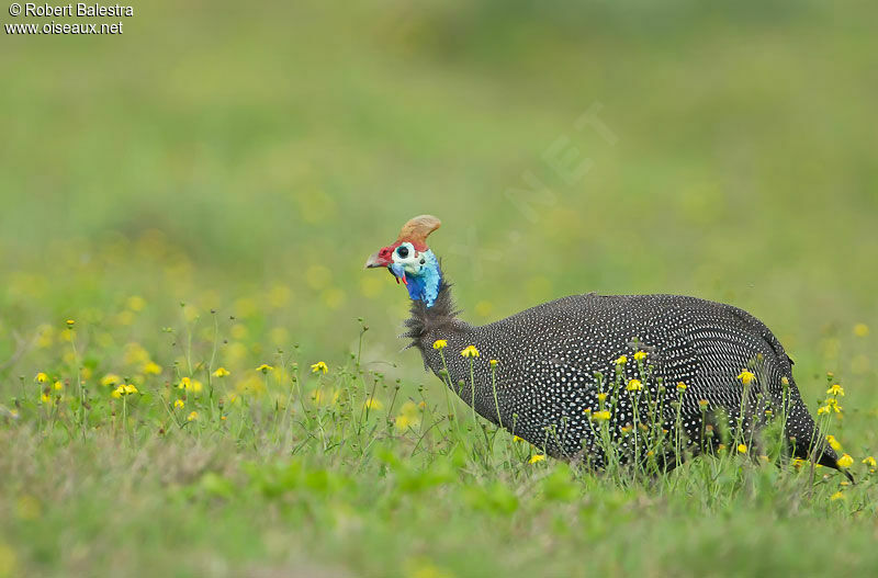 Pintade de Numidie