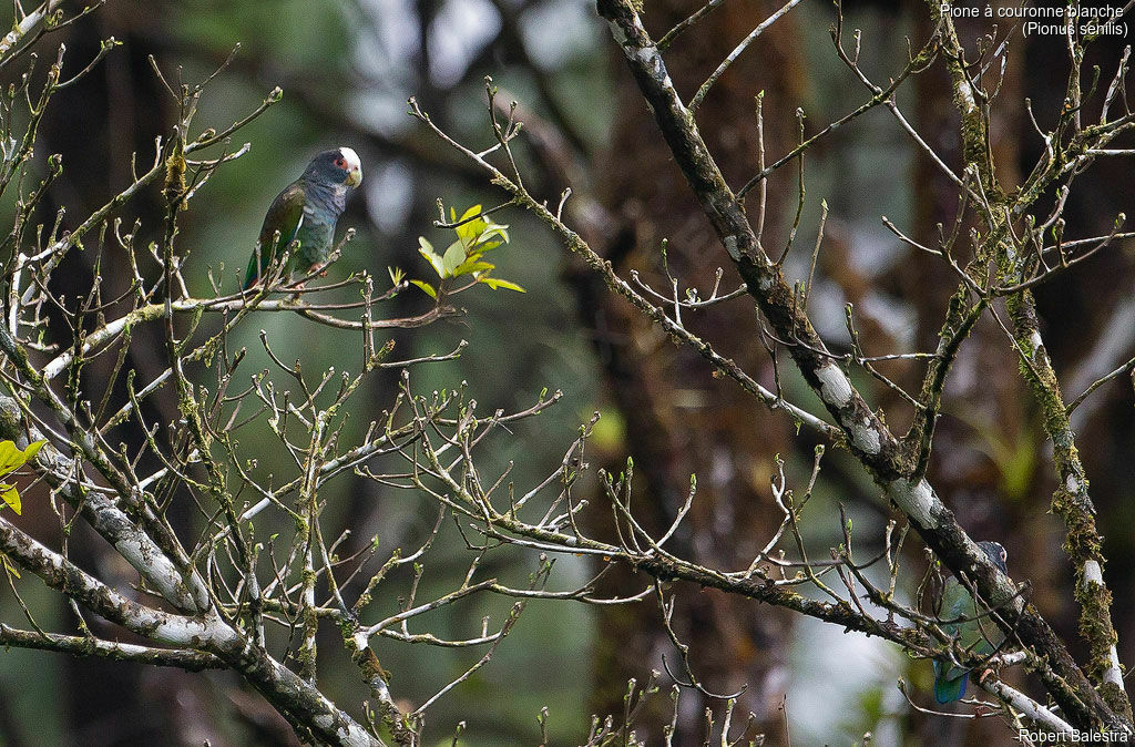 White-crowned Parrot