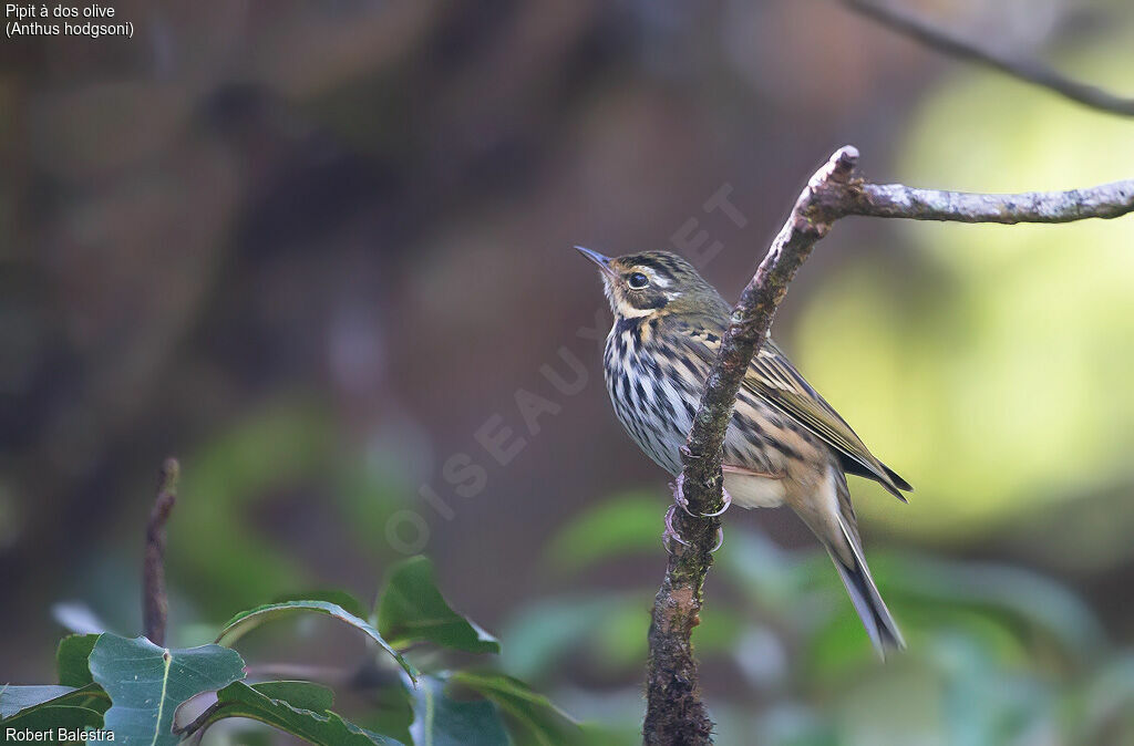 Olive-backed Pipit