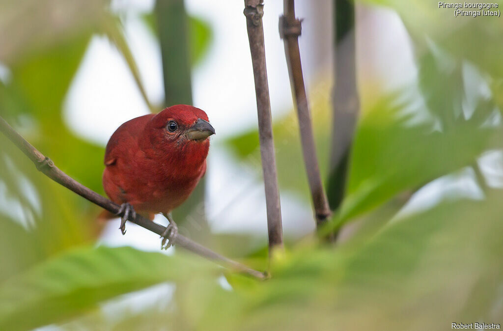 Tooth-billed Tanager