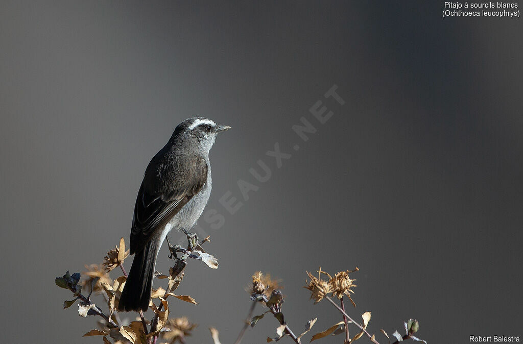 White-browed Chat-Tyrant