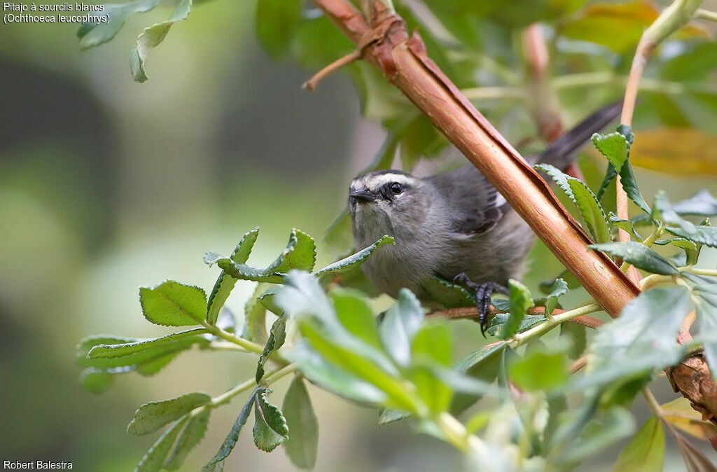 White-browed Chat-Tyrant