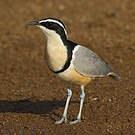 Pluvian fluviatile