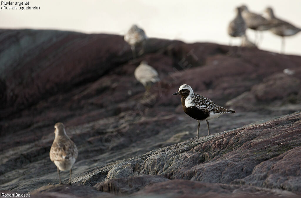 Grey Plover