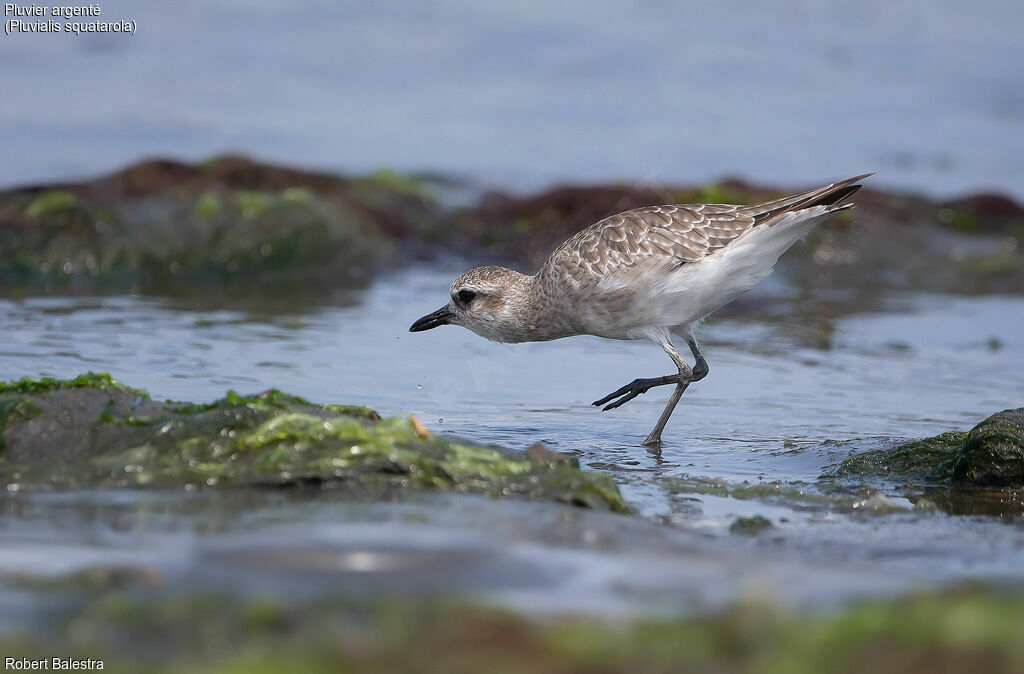 Grey Plover