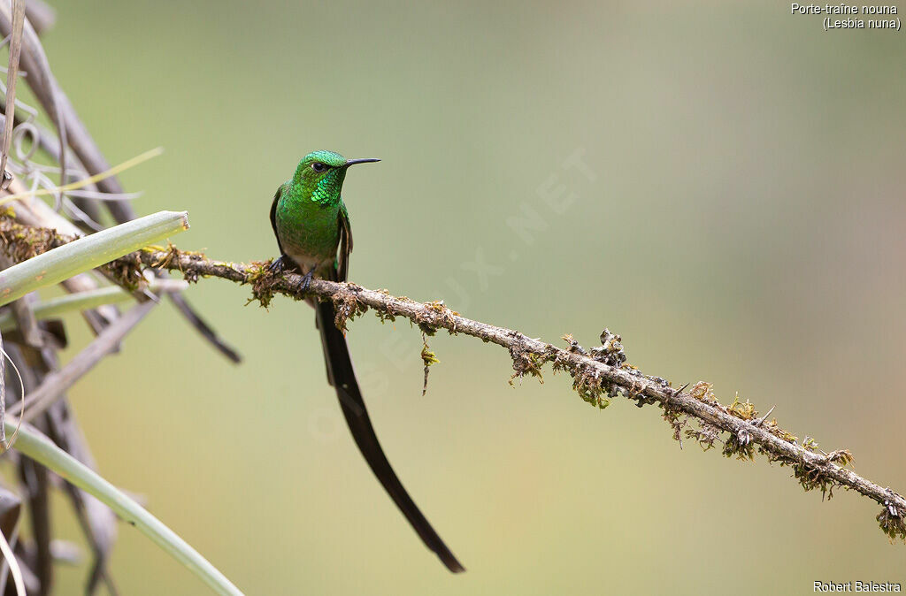 Green-tailed Trainbearer