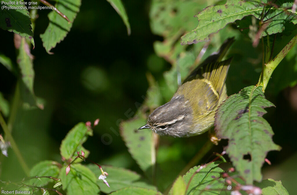 Pouillot à face grise