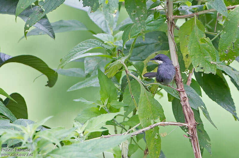 Prinia à gorge blancheadulte, habitat