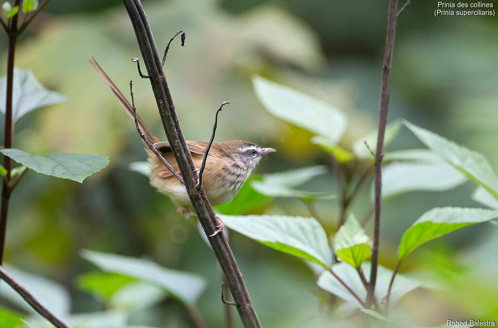 Prinia des collines