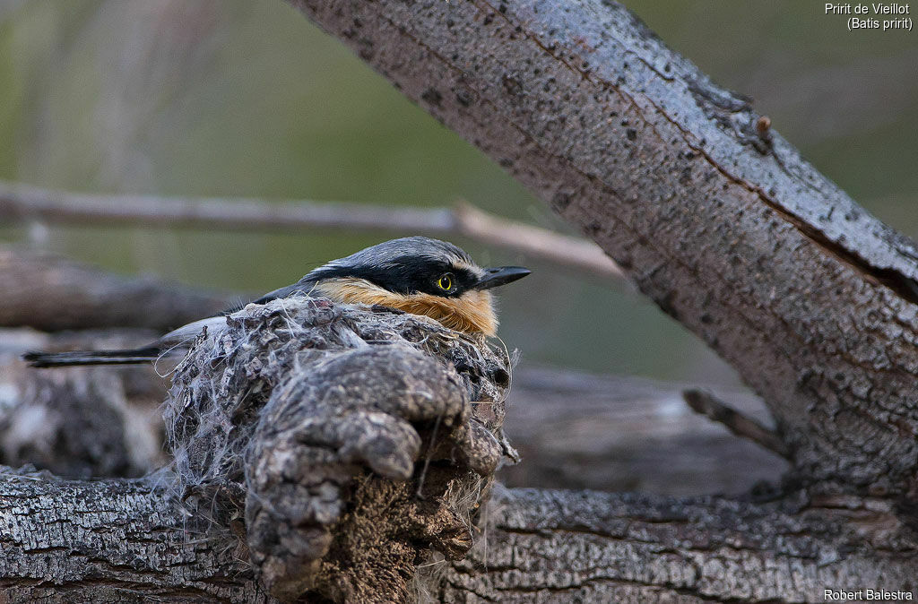 Pririt Batis female, Reproduction-nesting