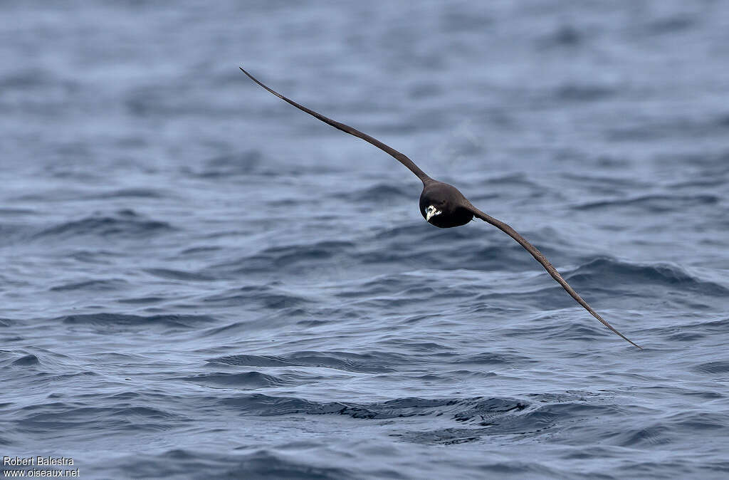 White-chinned Petreladult, Flight