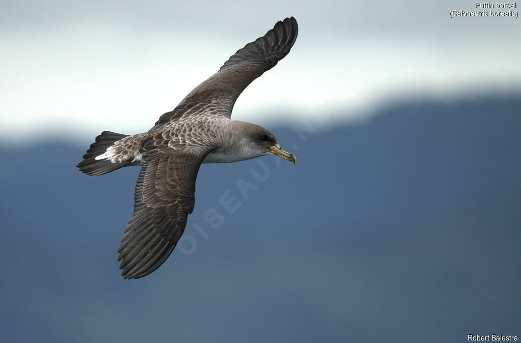 Puffin boréal