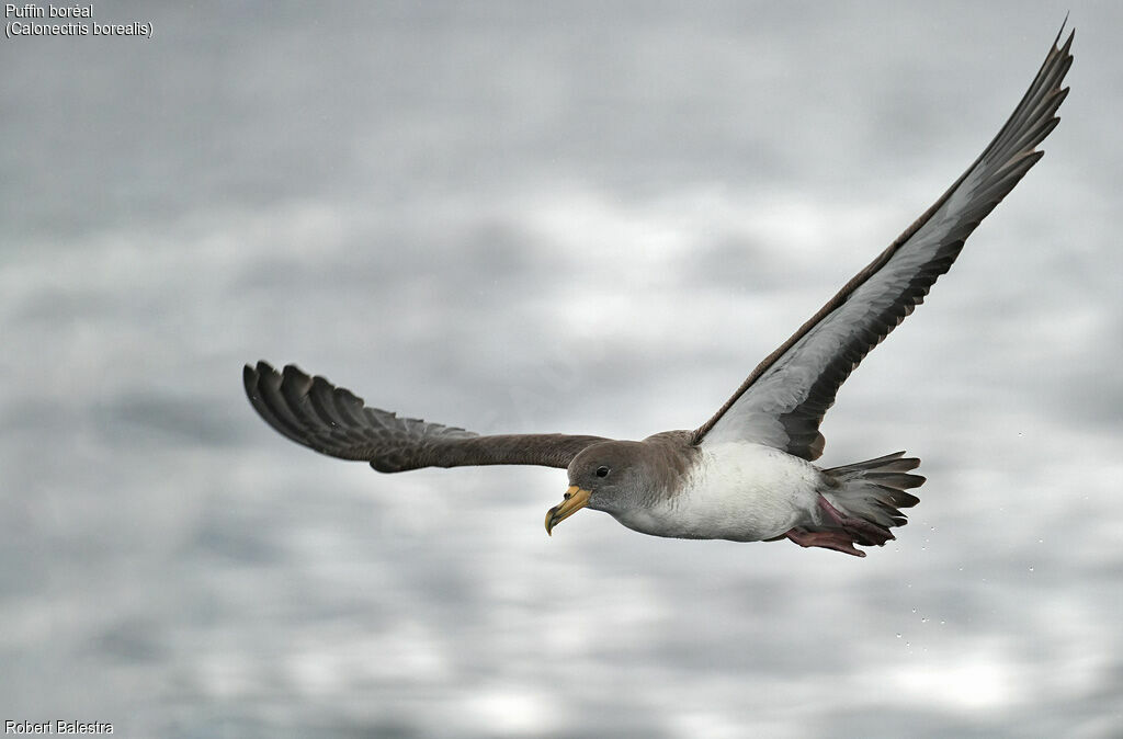 Puffin boréal
