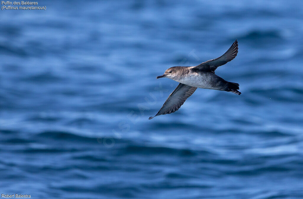 Balearic Shearwater