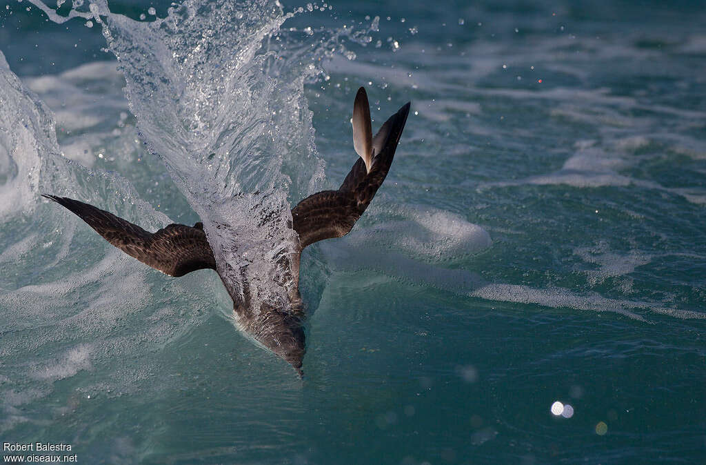 Yelkouan Shearwateradult, swimming, fishing/hunting