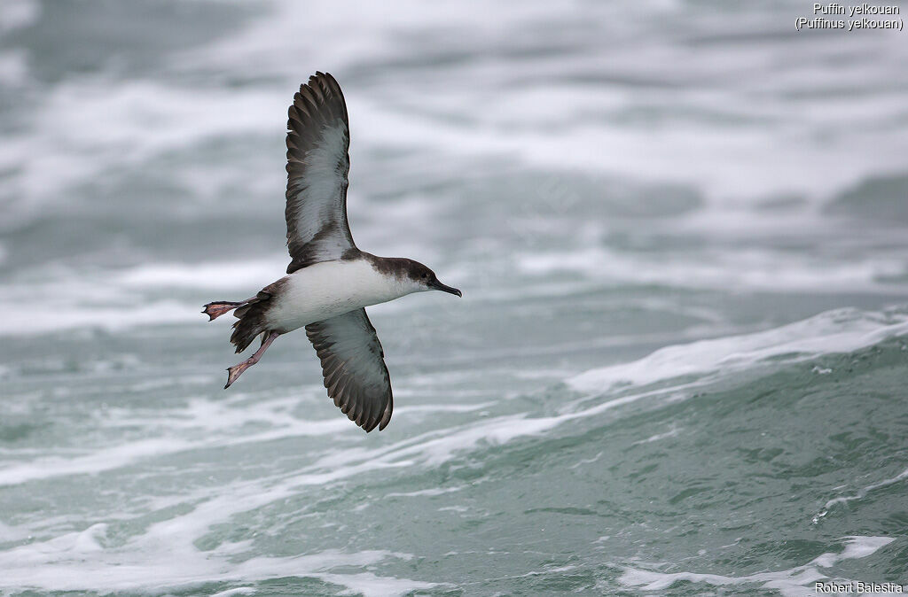 Yelkouan Shearwater