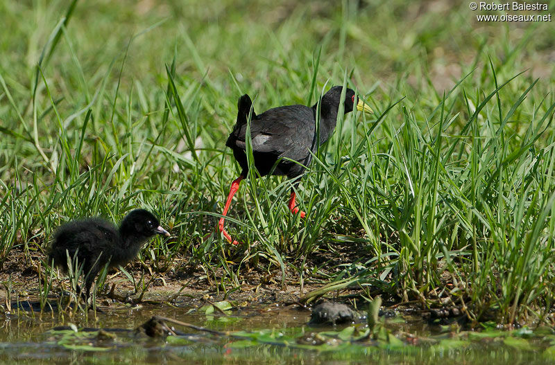 Black Crakejuvenile