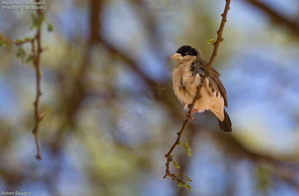 Black-capped Social Weaver
