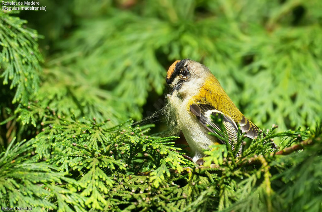 Madeira Firecrest