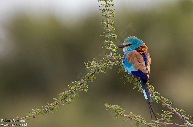 Rollier d'Abyssinieadulte nuptial, habitat, pigmentation