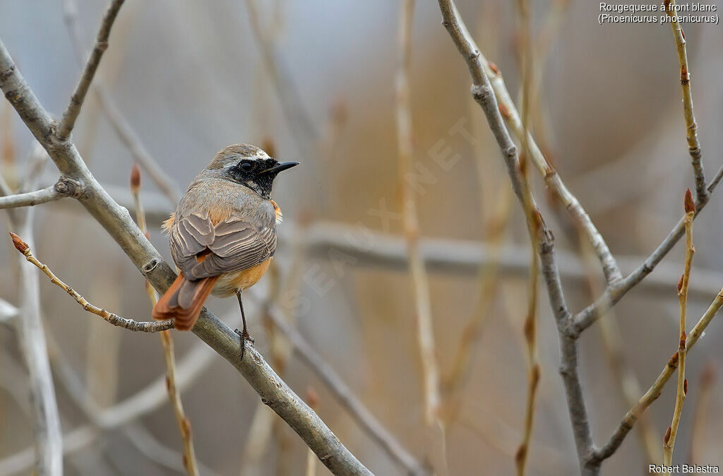 Common Redstart