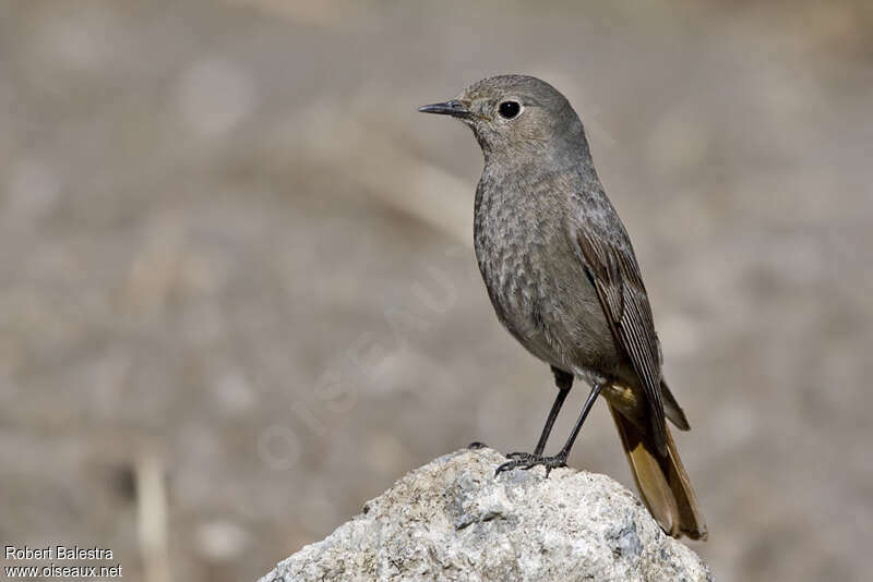 Rougequeue noir femelle adulte, identification