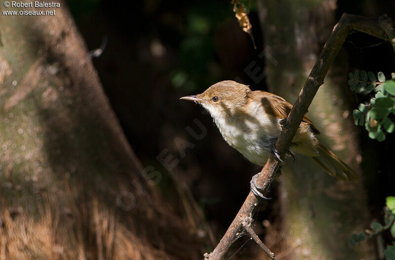 Lesser Swamp Warbler