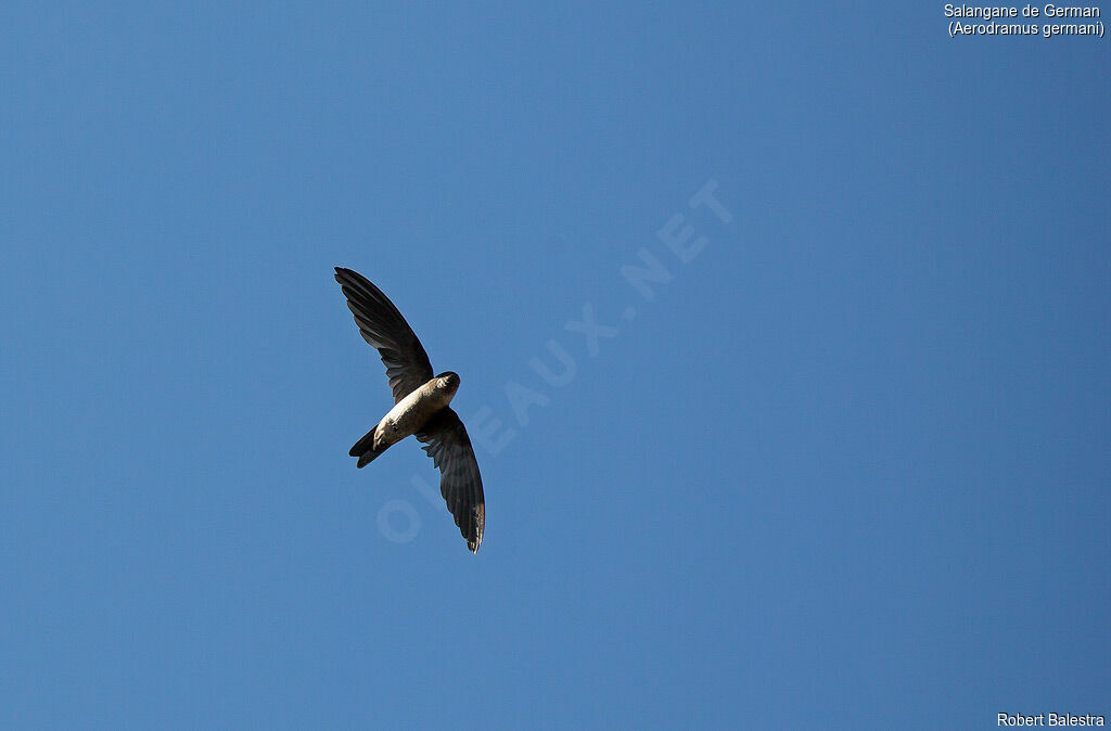Edible-nest Swiftlet (germani)