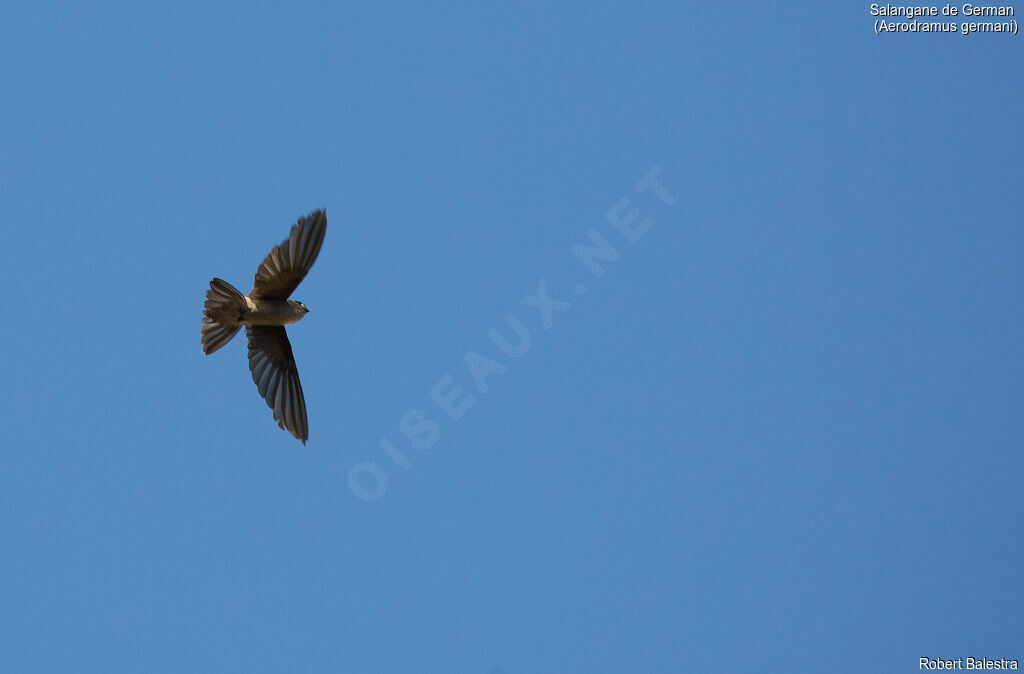 Edible-nest Swiftlet (germani)