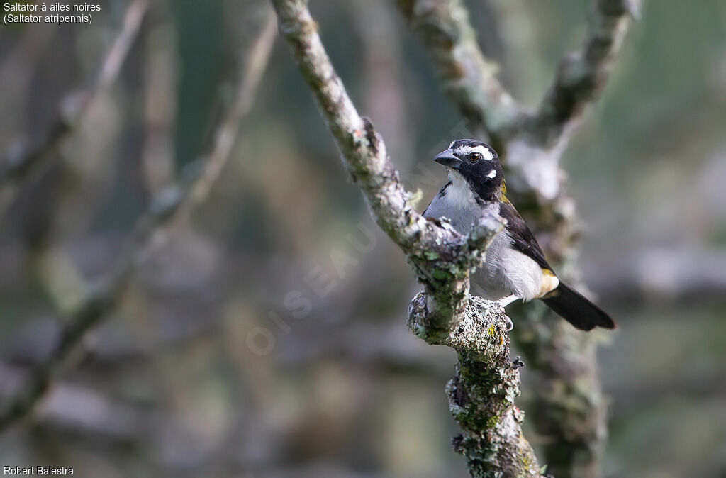 Saltator à ailes noires