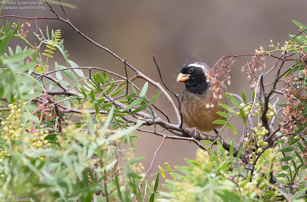 Golden-billed Saltator female