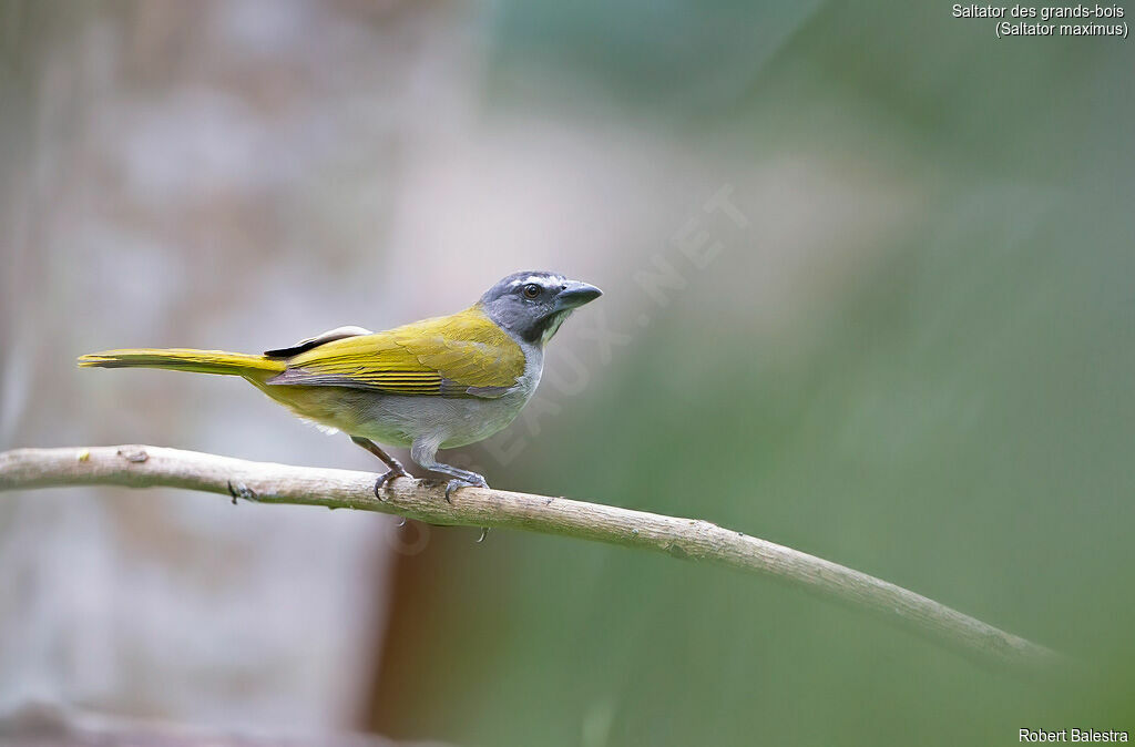 Buff-throated Saltator
