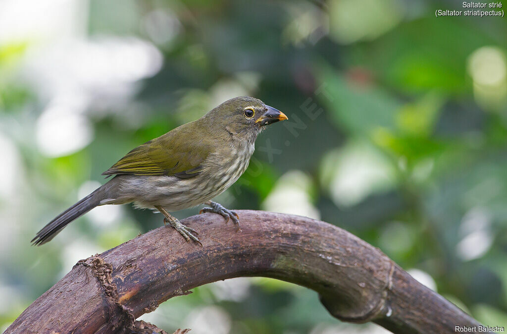 Saltator strié