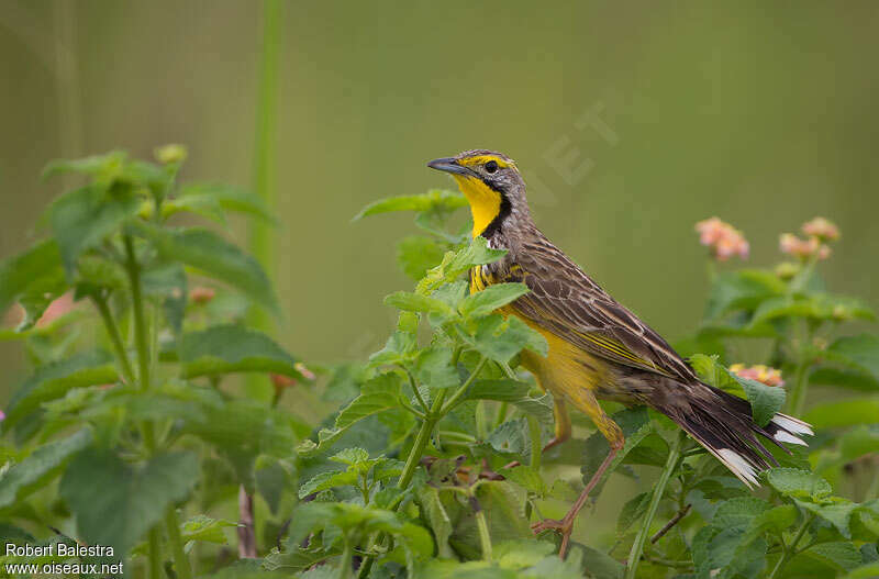 Yellow-throated Longclawadult