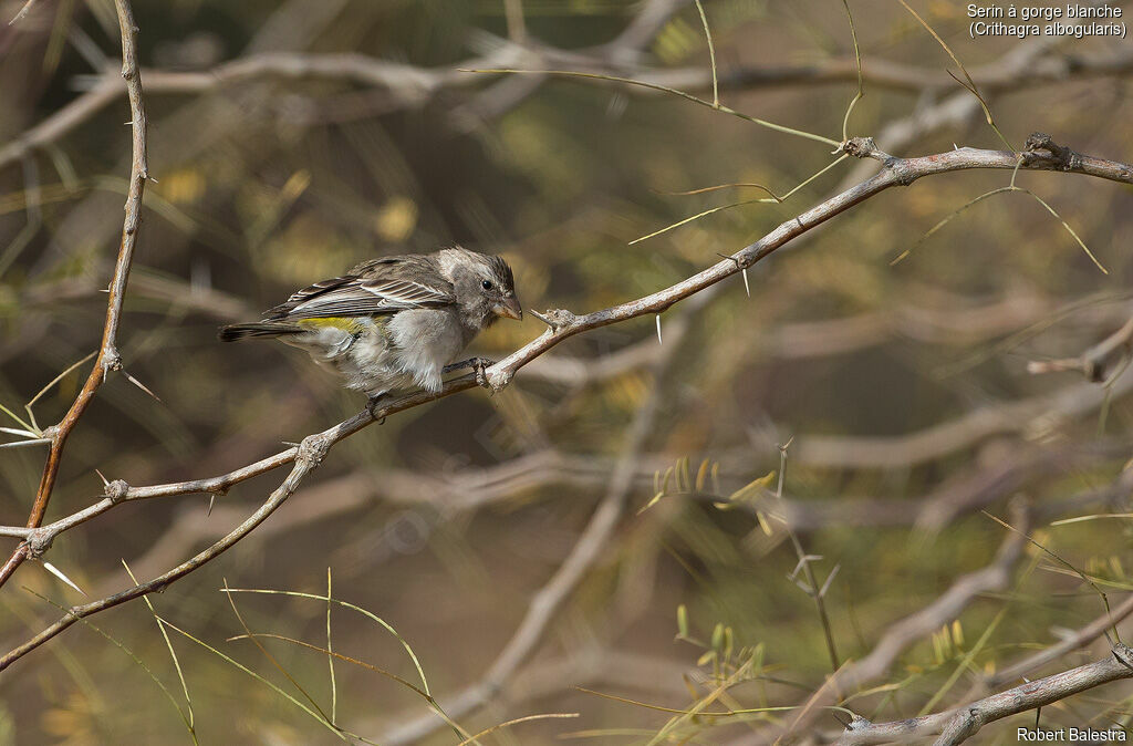 Serin à gorge blanche