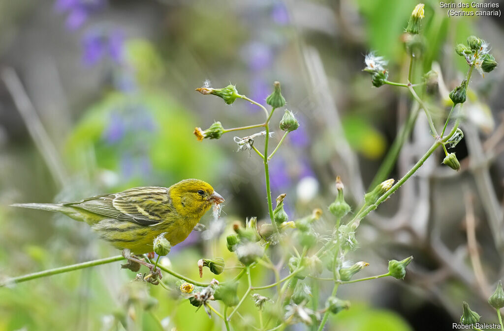 Atlantic Canary
