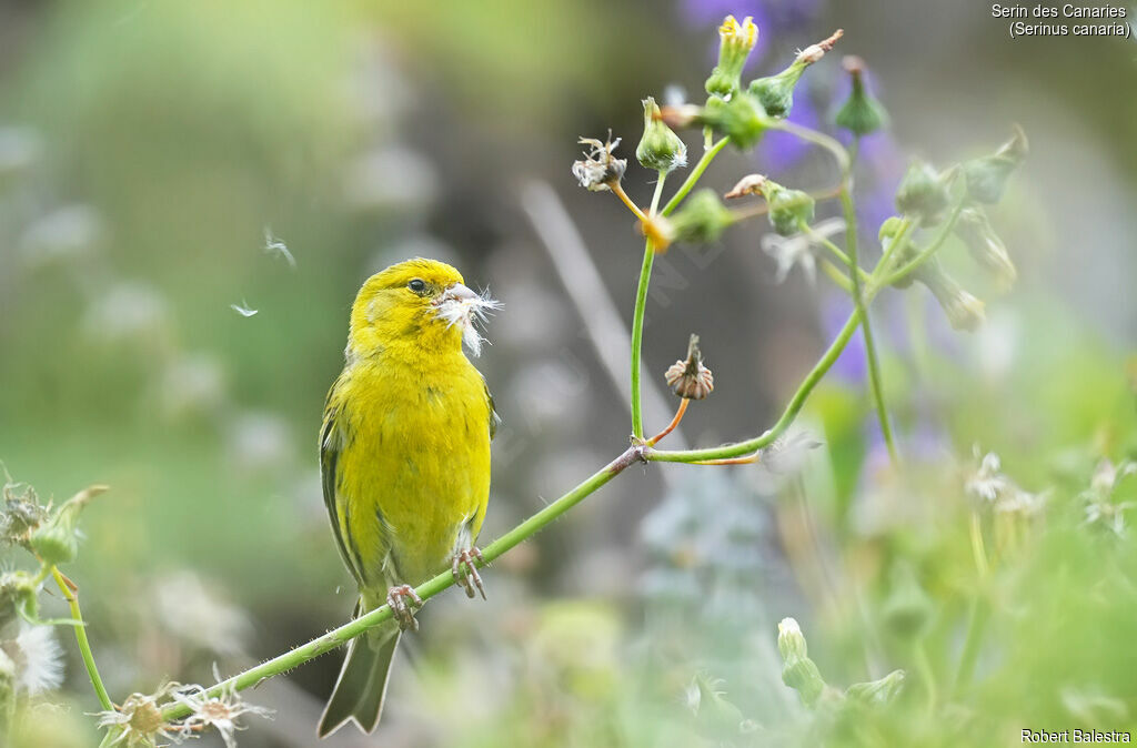 Atlantic Canary