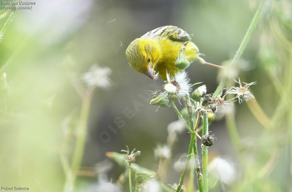 Atlantic Canary