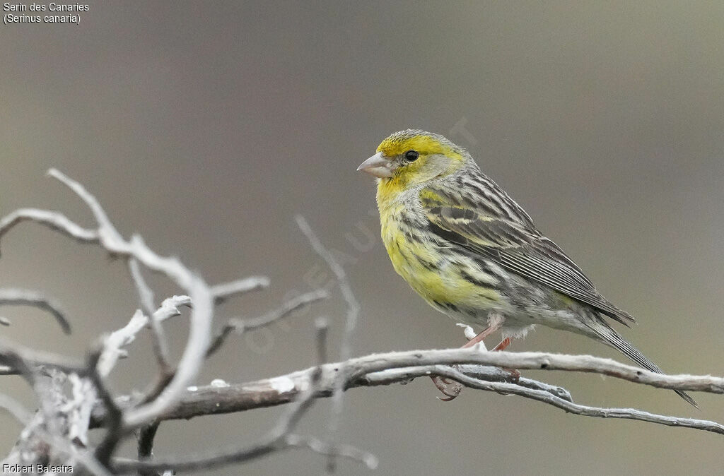 Atlantic Canary