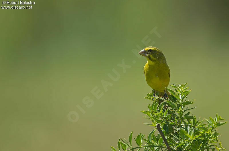 Serin soufré
