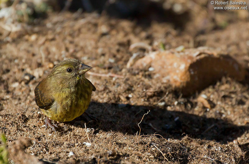 Serin totta mâle adulte