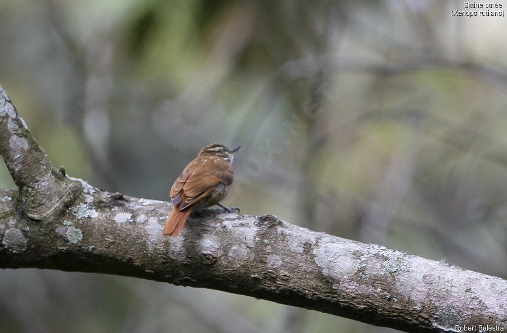 Streaked Xenops