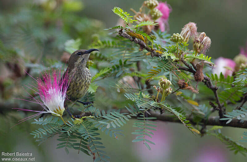 Red-chested Sunbird female, close-up portrait