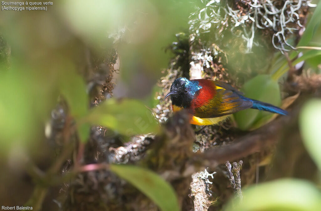 Souimanga à queue verte