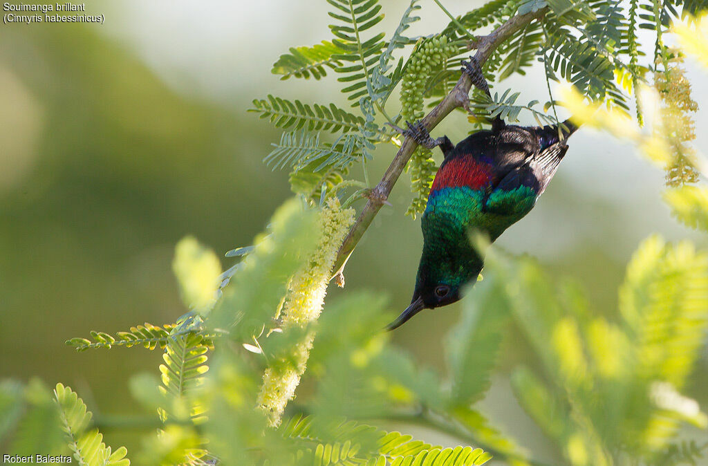 Abyssinian Sunbird
