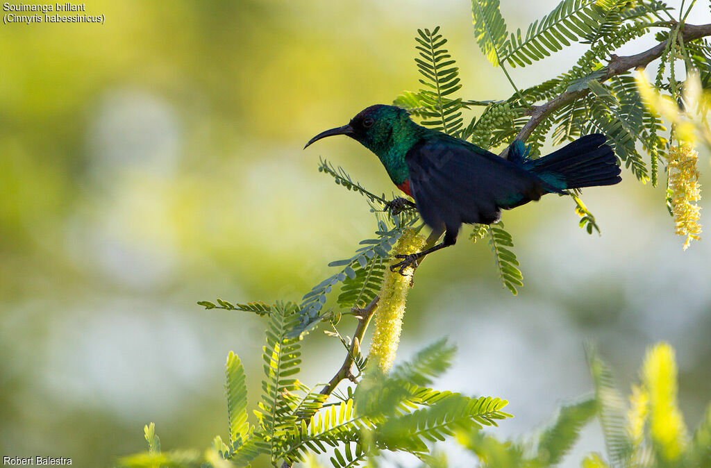 Abyssinian Sunbird