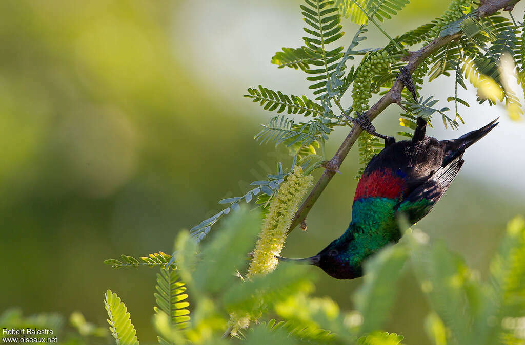 Abyssinian Sunbird