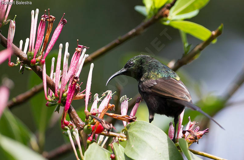 Bronze Sunbird
