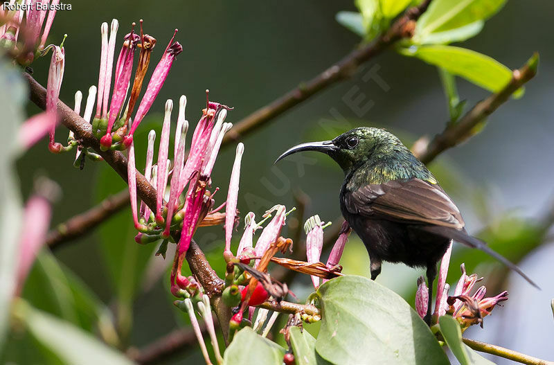 Bronze Sunbird