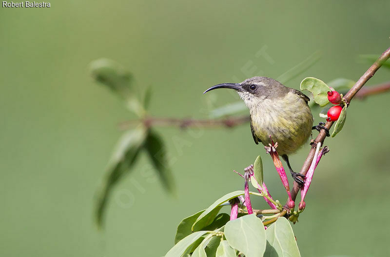 Bronze Sunbird